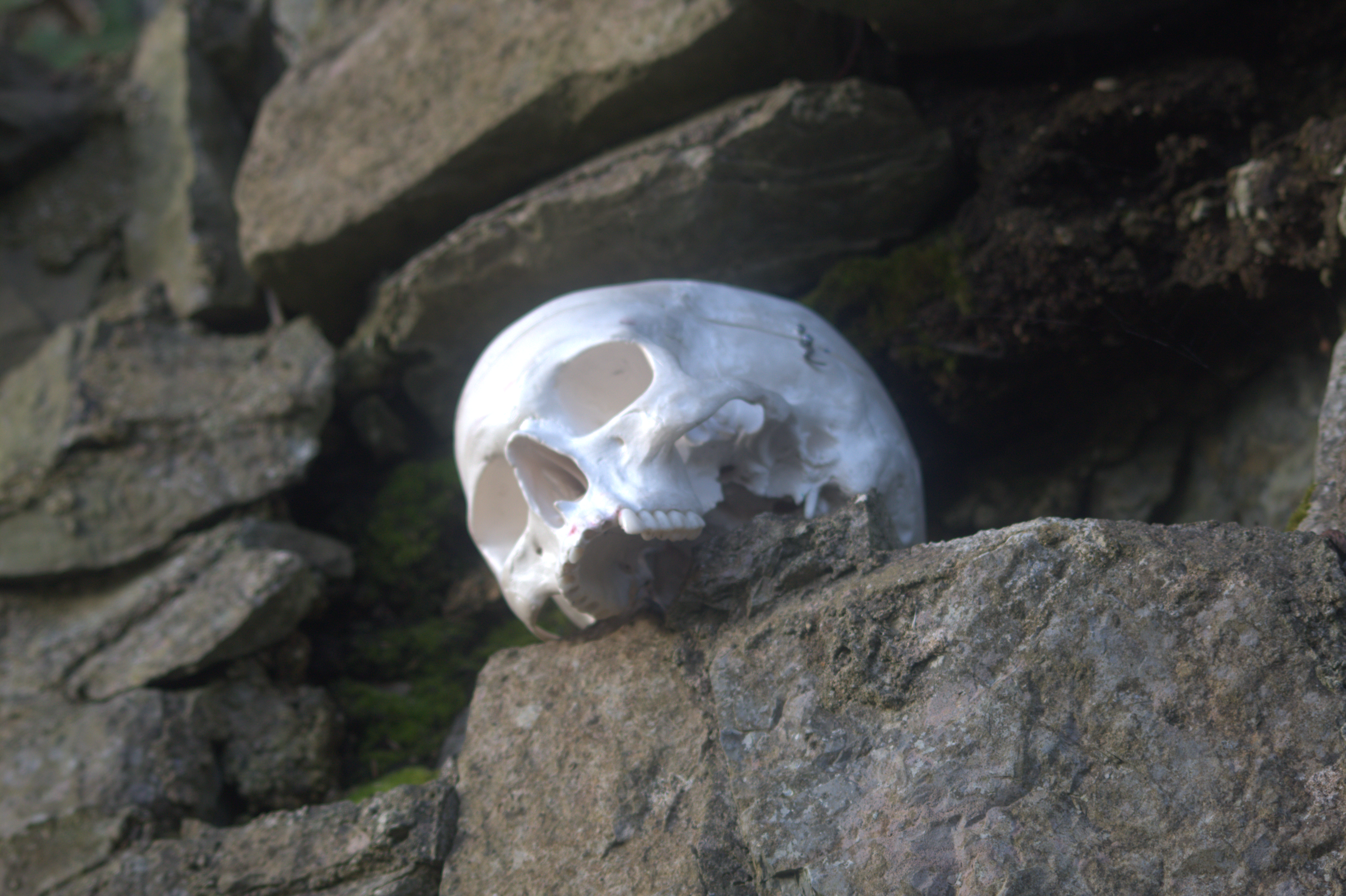 Skull sitting in a hole of an old wall.
